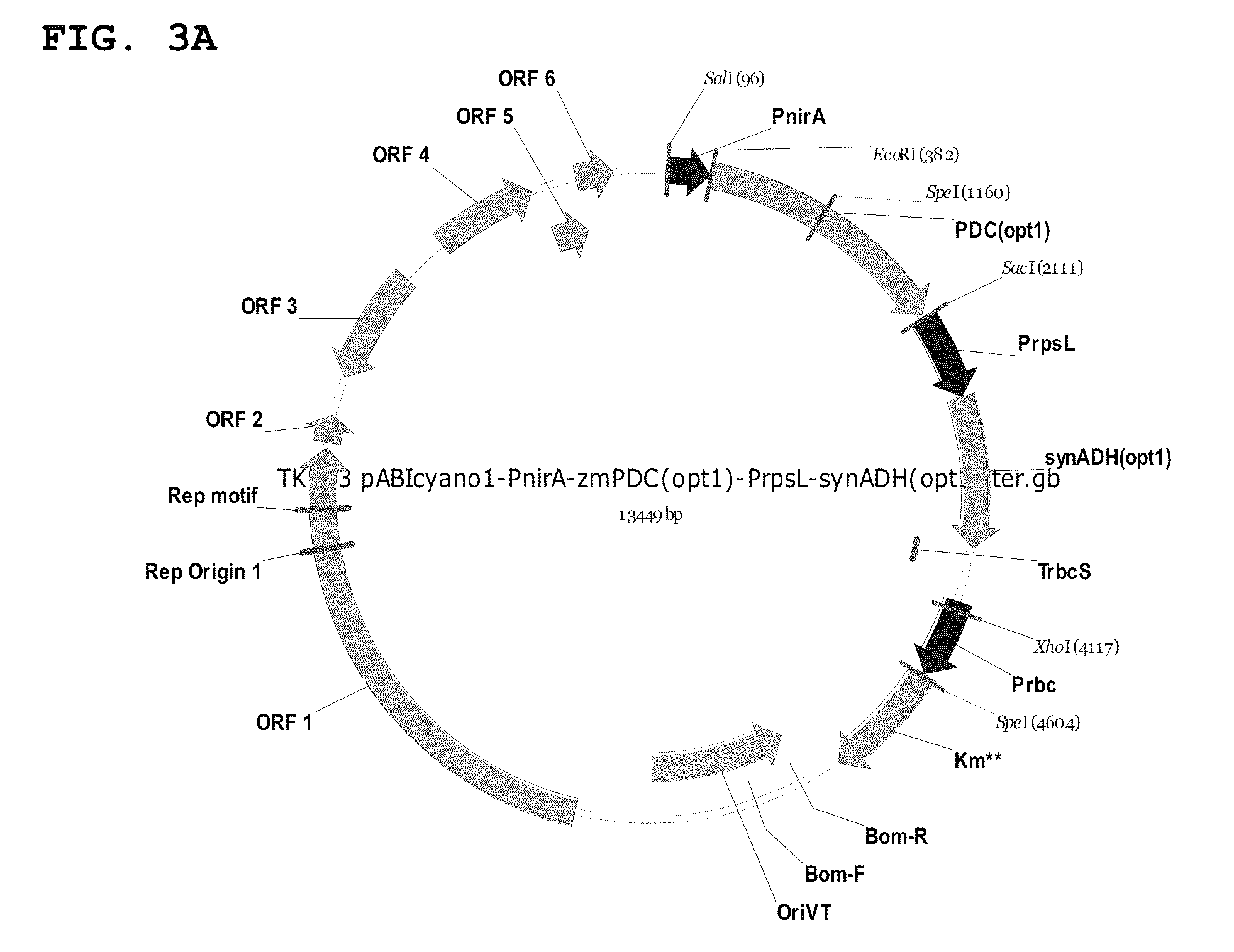 Metabolically enhanced cyanobacterial cell for the production of ethanol
