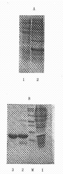 Chemical conjugate of recombinant deleted human keratinocyte growth factor type I