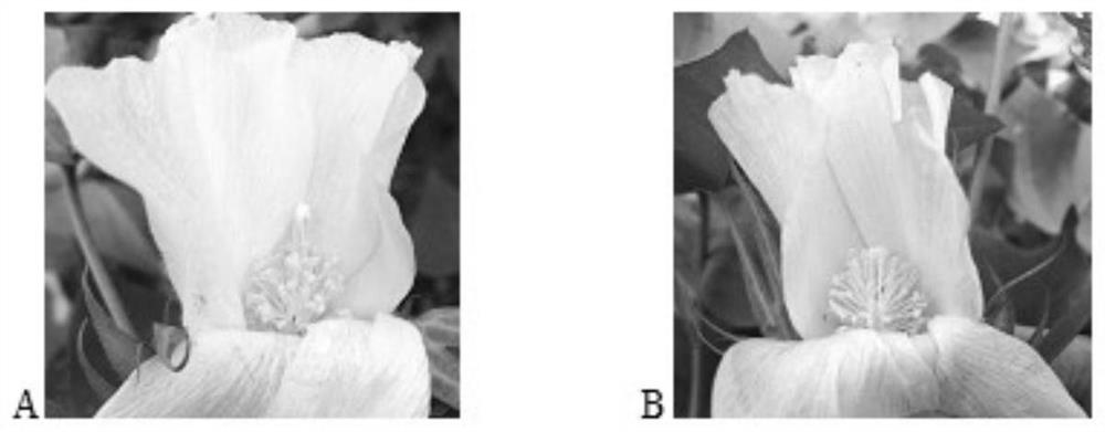 A kind of artificial hybrid seed production method of cotton without emasculation