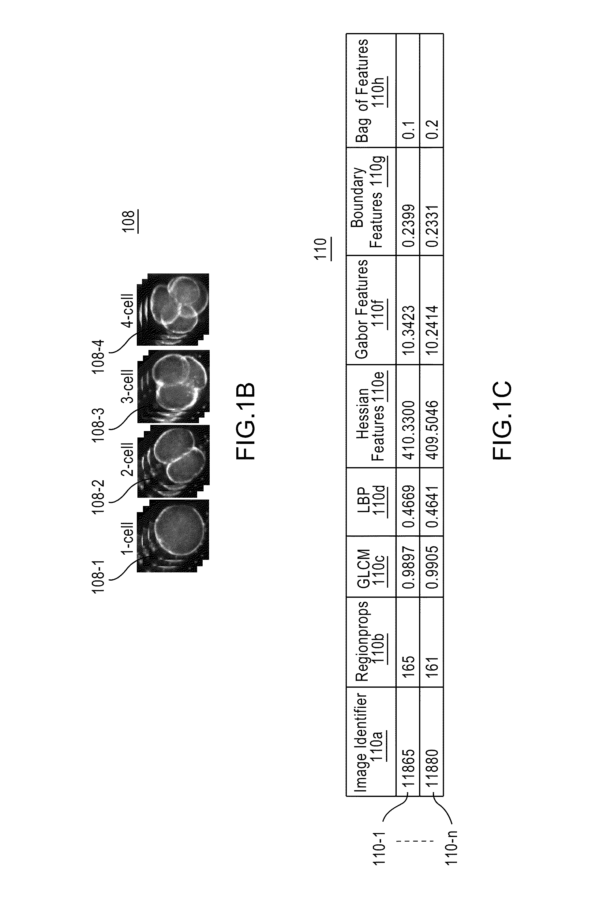 Apparatus, method, and system for image-based human embryo cell classification