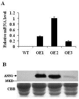 Lotus annexin and expression vector and application thereof