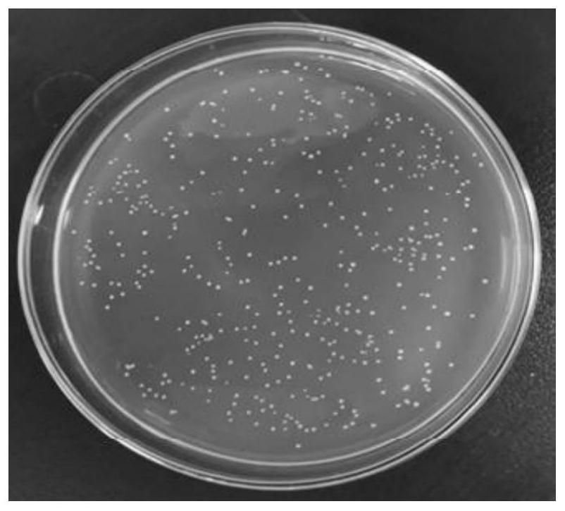 Malolactic fermentation (MLF) lactic acid bacteria strain with high yield of esterase and application thereof