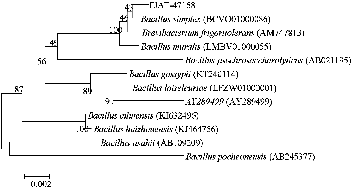 Bacillus for antagonizing fusarium wilt and promoting growth and application thereof