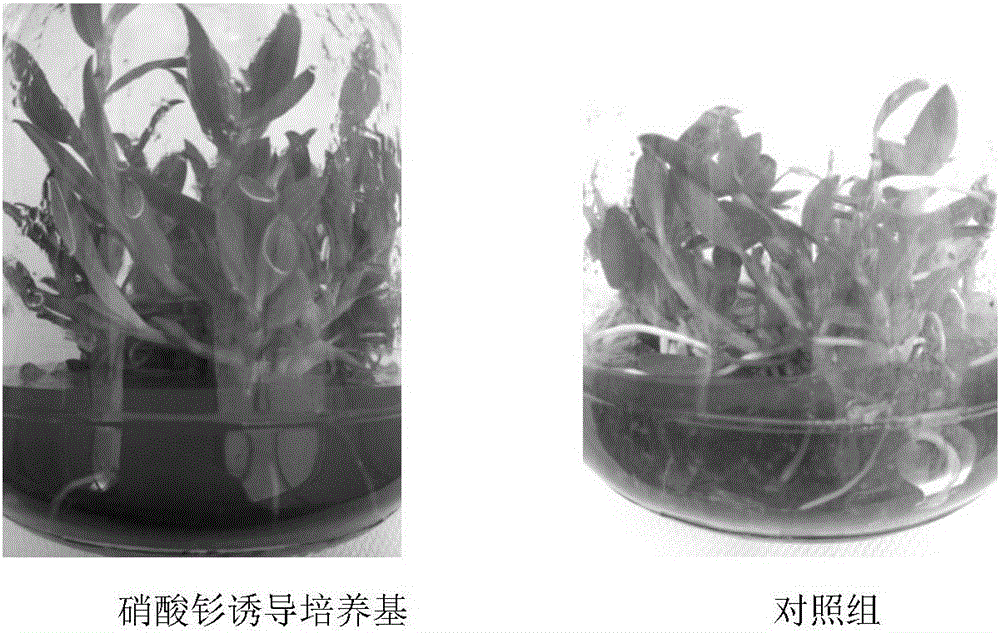 Culture media for promoting induction and rooting of cluster buds of dendrobium candidum and culture method by using rare earth elements