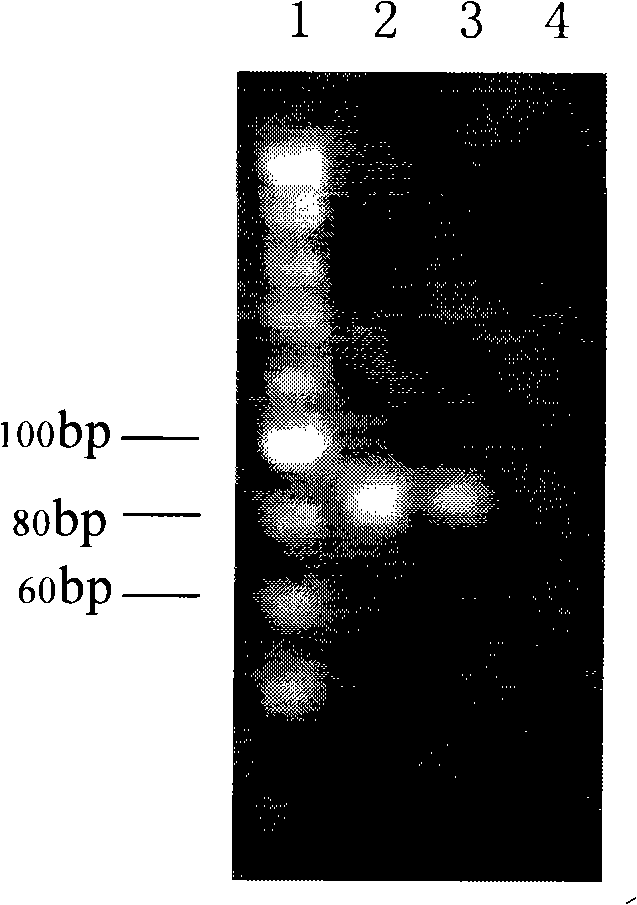 Method for extracting DNA from deep process type traditional Chinese medicine or traditional Chinese medicinal materials