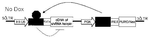 Inducible shRNA (short hairpin ribonucleic acid) lentiviral expression vector and construction method and application thereof