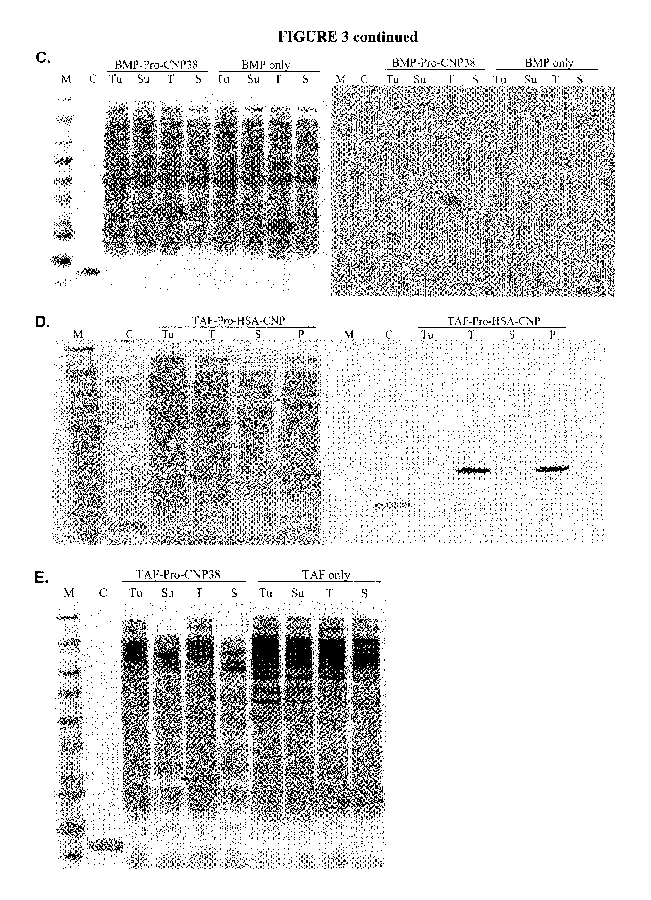 Variants of C-type natriuretic peptide