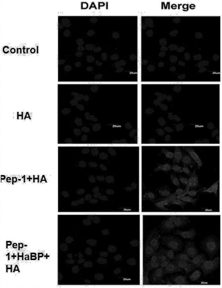 Novel hyaluronic acid binding peptide (HaBP) and transdermal absorption and subcutaneous targeted release preparation