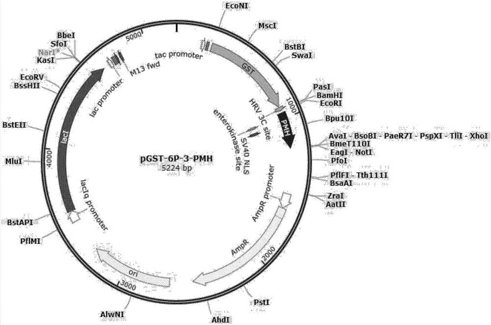 Novel hyaluronic acid binding peptide (HaBP) and transdermal absorption and subcutaneous targeted release preparation