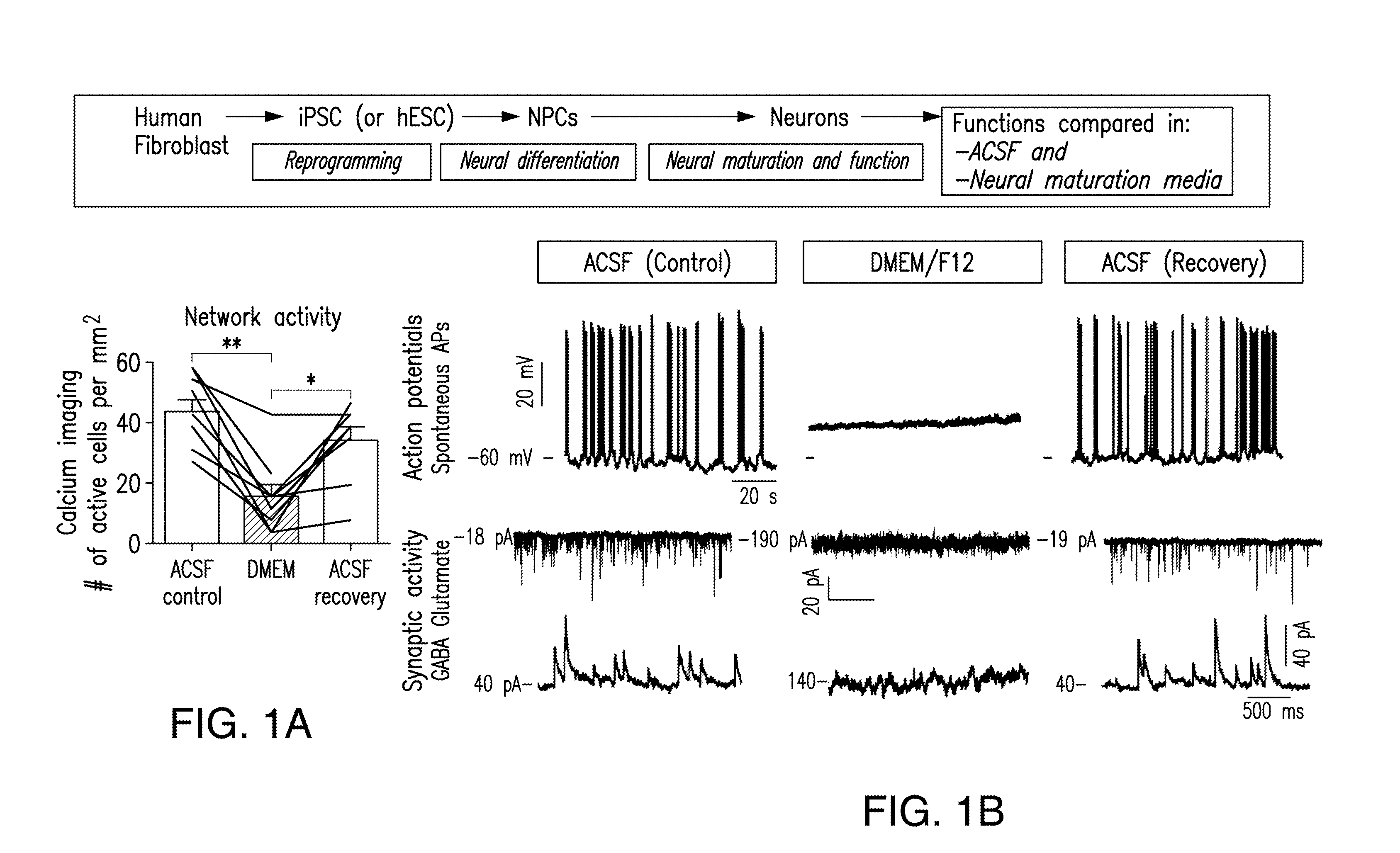 Media compositions for neuronal cell culture