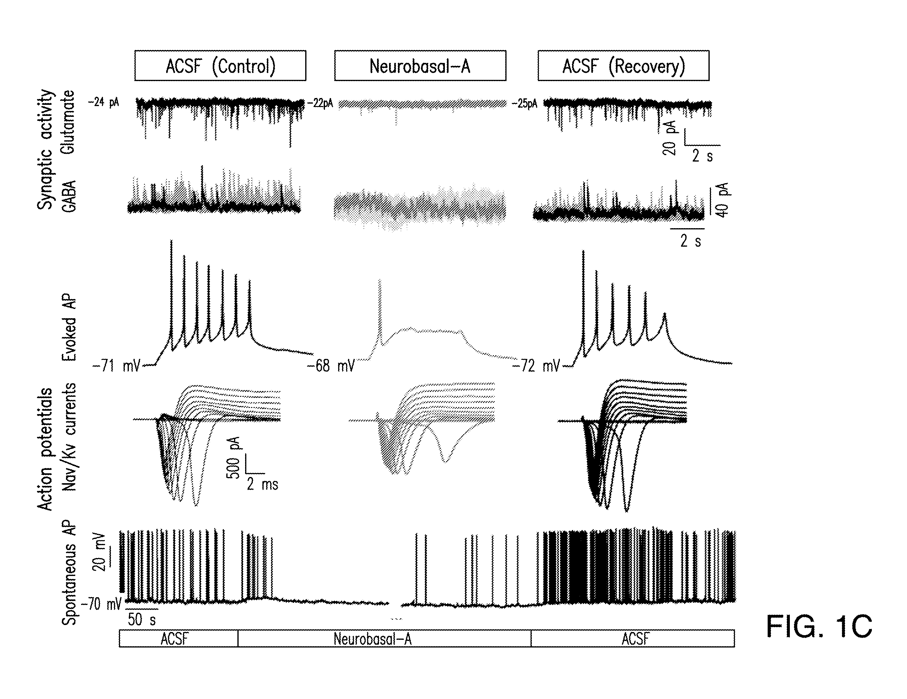 Media compositions for neuronal cell culture