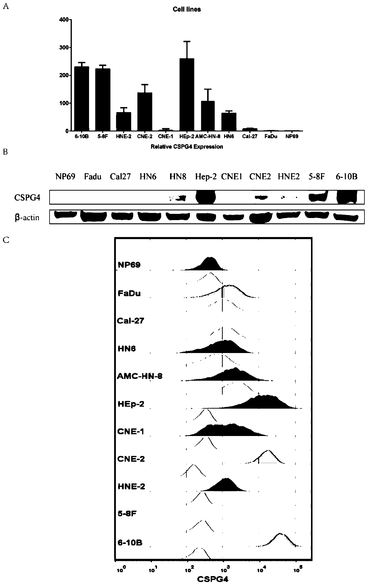 T lymphocyte of chimeric chondroitin sulfate proteoglycan 4 receptor as well as preparation method and application of T lymphocyte