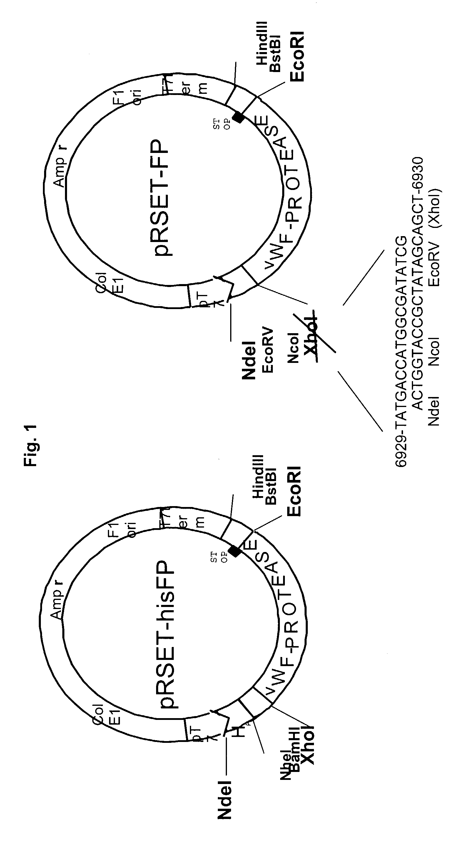 Diagnostic assay for anti-von Willebrand Factor cleaving protease (ADAMTS13) antibodies