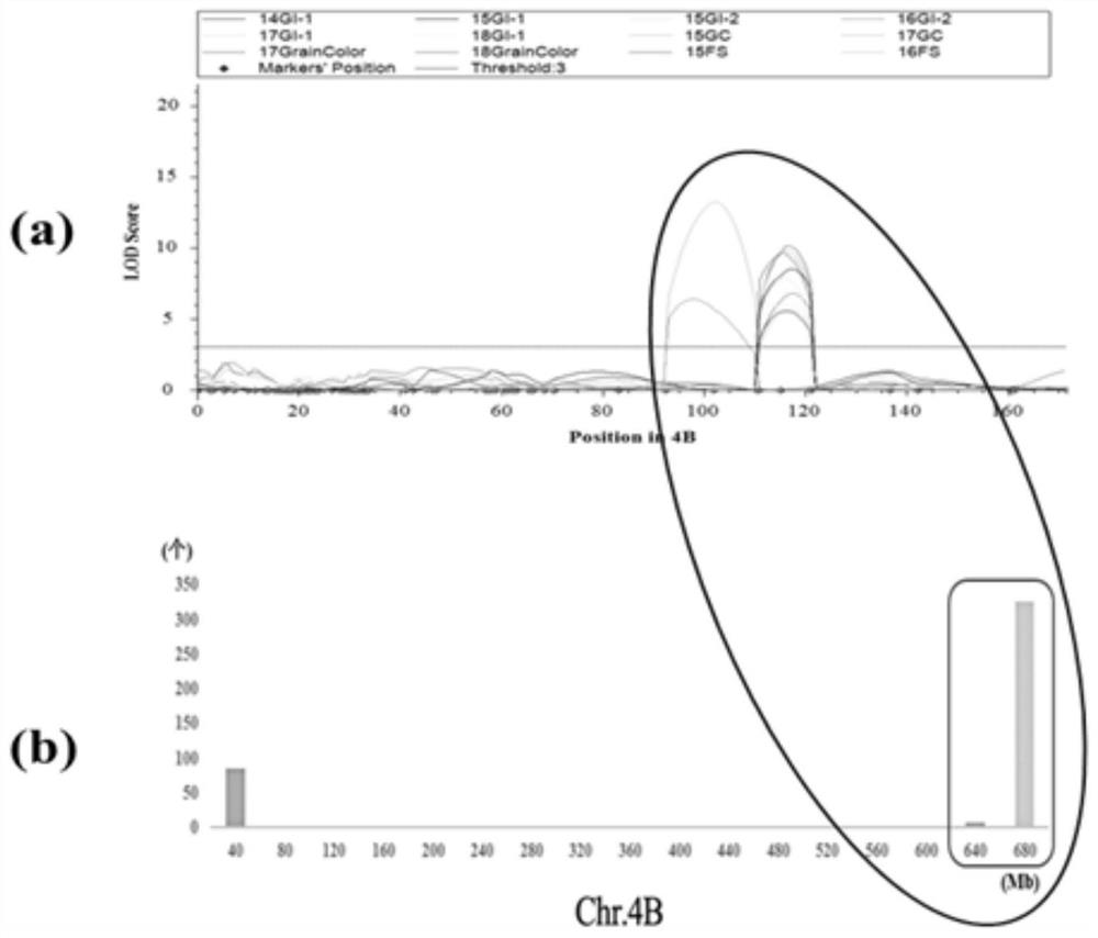 A kind of SNP molecular marker related to wheat ear germination resistance and its application