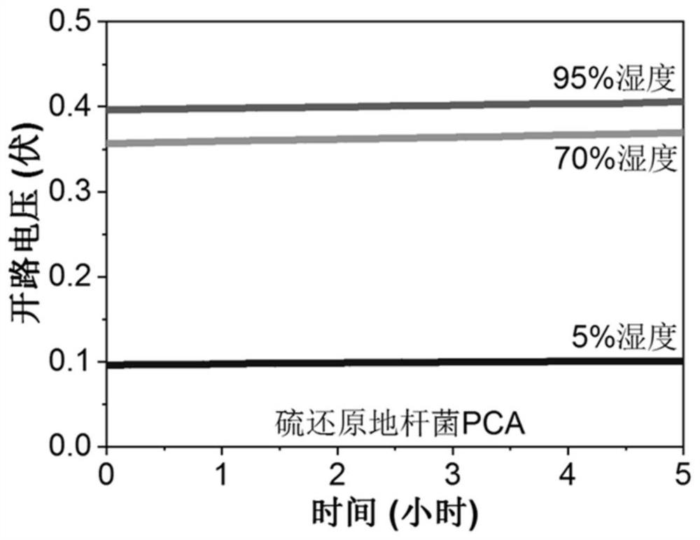 Electroactive bacterium whole-cell moisture power generation device and application thereof