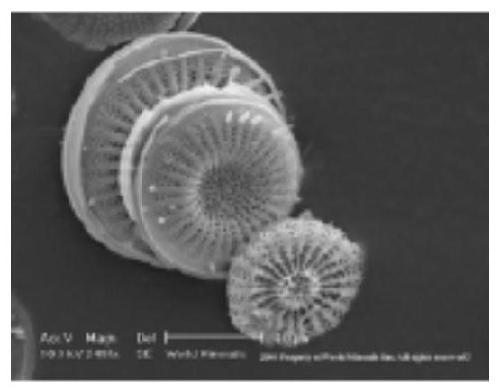 Diatomite-pine moth cytoplasmic polyhedrosis virus wettable powder