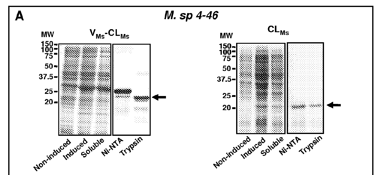 Expression of triple-helical collagen-like products in <i>E. coli</i>