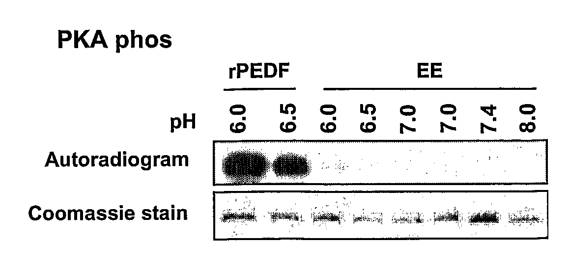 Variants of Pigment Epithelium Derived Factor and Uses Thereof