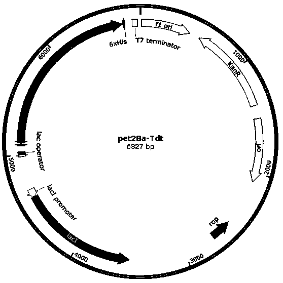 A terminal deoxyribonucleoside transferase variant and its application