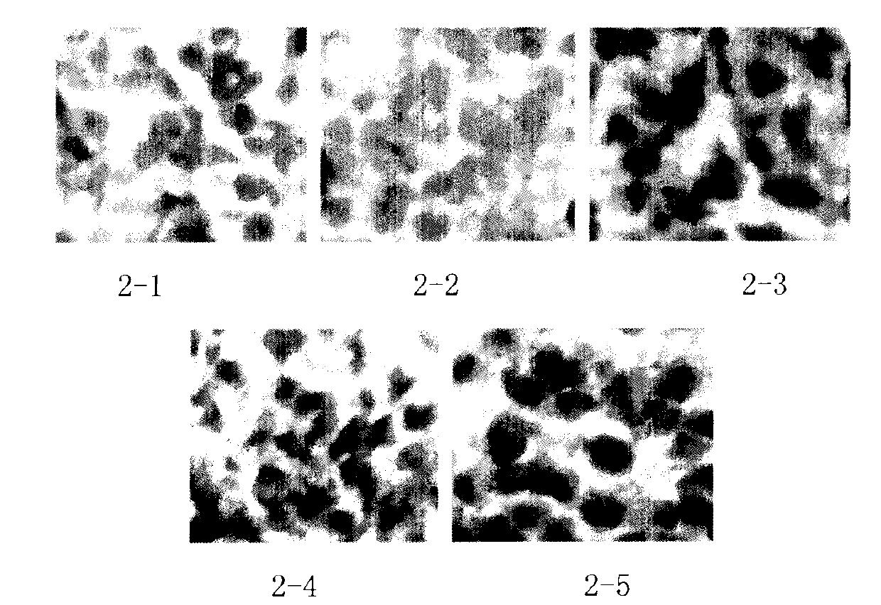 Fusion protein capable of inducing and activating cancer-targeted T cells, preparation method and use thereof