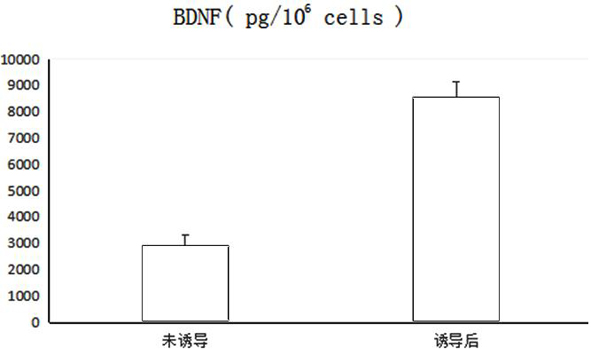 A kind of sd rat-derived bone marrow mesenchymal stem cell induction medium and induction method