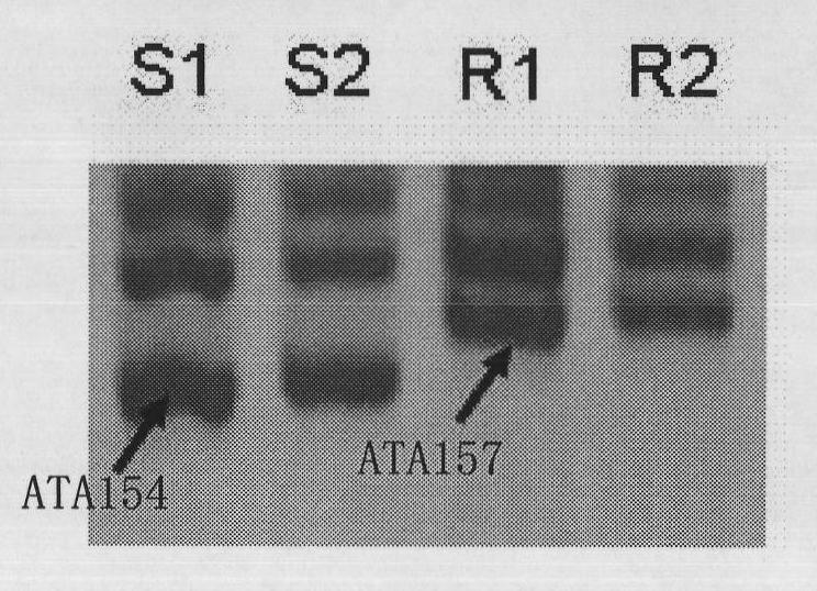 A pair of cabbage turnip mosaic virus EST-SSR markers and application thereof