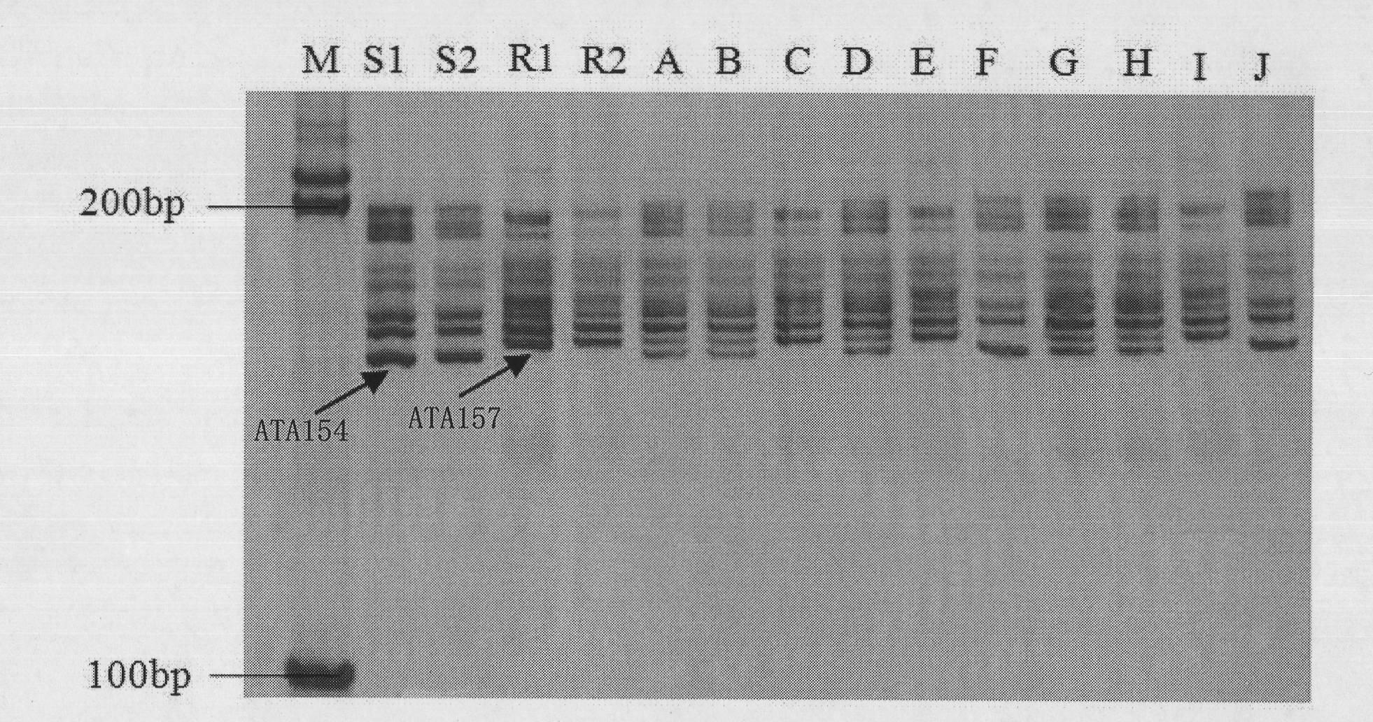 A pair of cabbage turnip mosaic virus EST-SSR markers and application thereof