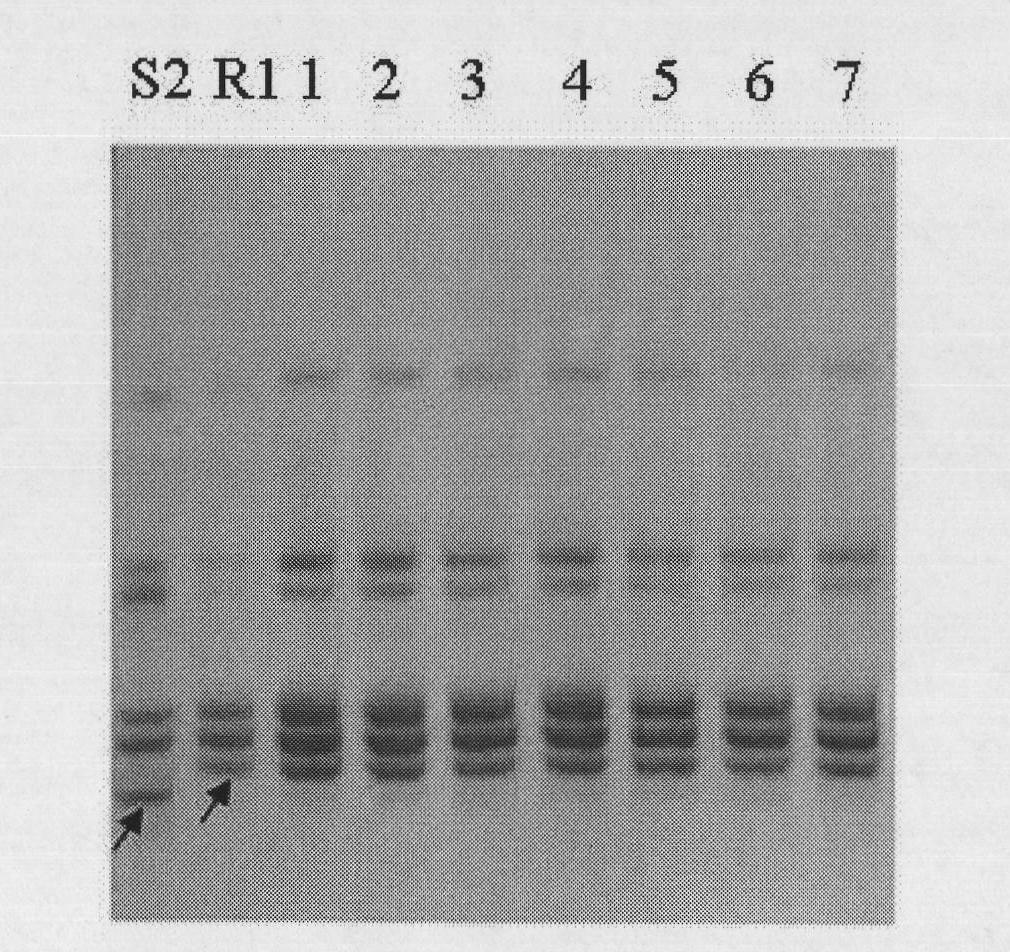 A pair of cabbage turnip mosaic virus EST-SSR markers and application thereof