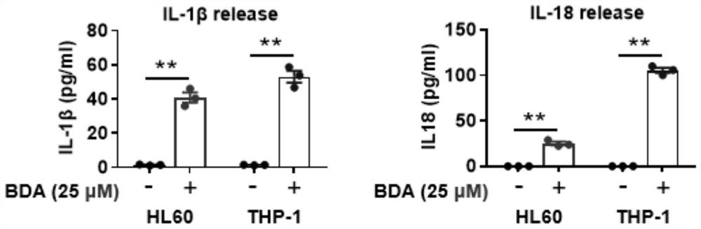 Application of Bazedoxifene acetate in drugs for treating acute myeloid leukemia