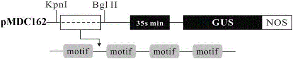 Phytophthora induced artificially synthesized promoter PMP2 as well as recombinant expression vector and application thereof