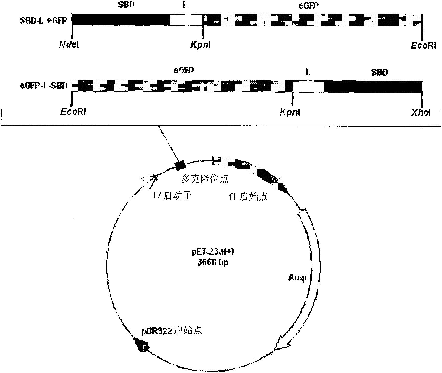 Starch binding domain and use thereof