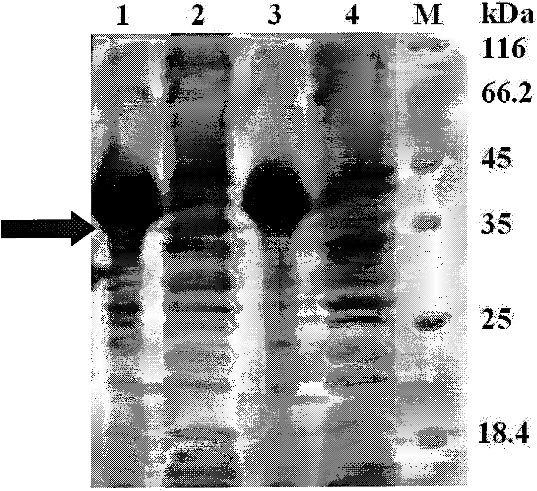 Starch binding domain and use thereof