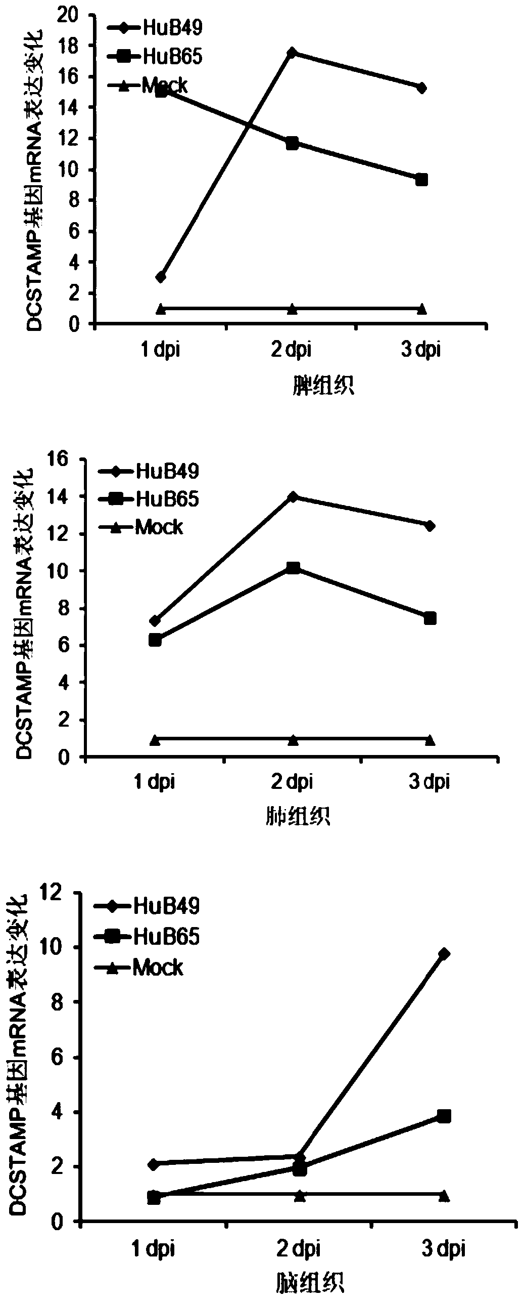 dcstamp gene and its application