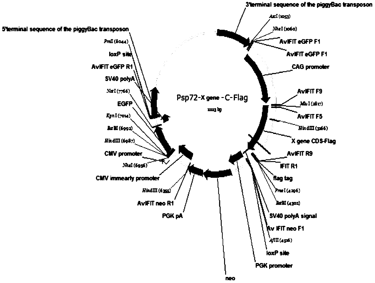 dcstamp gene and its application