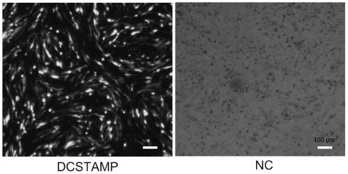 dcstamp gene and its application