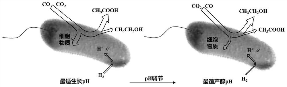 Two-step pH regulation method for producing ethanol through fermentation of synthesis gas