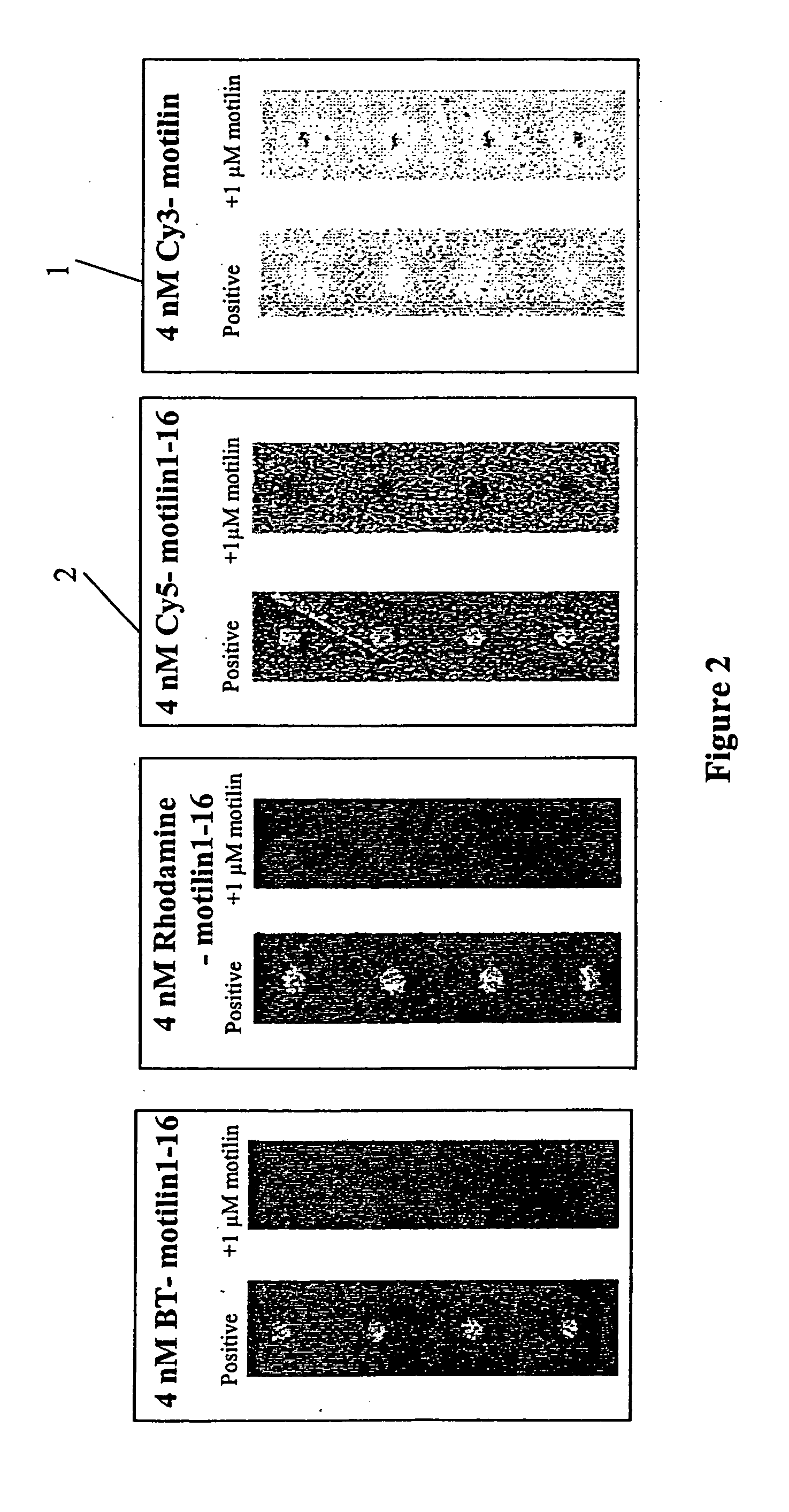 Fluorescent ligands for GPCR arrays