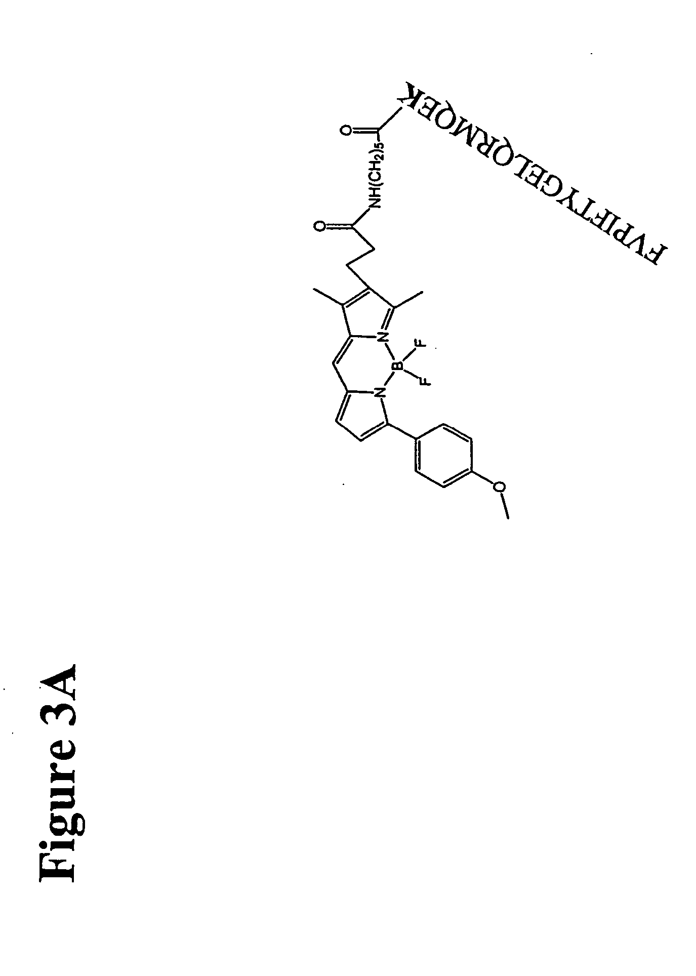 Fluorescent ligands for GPCR arrays