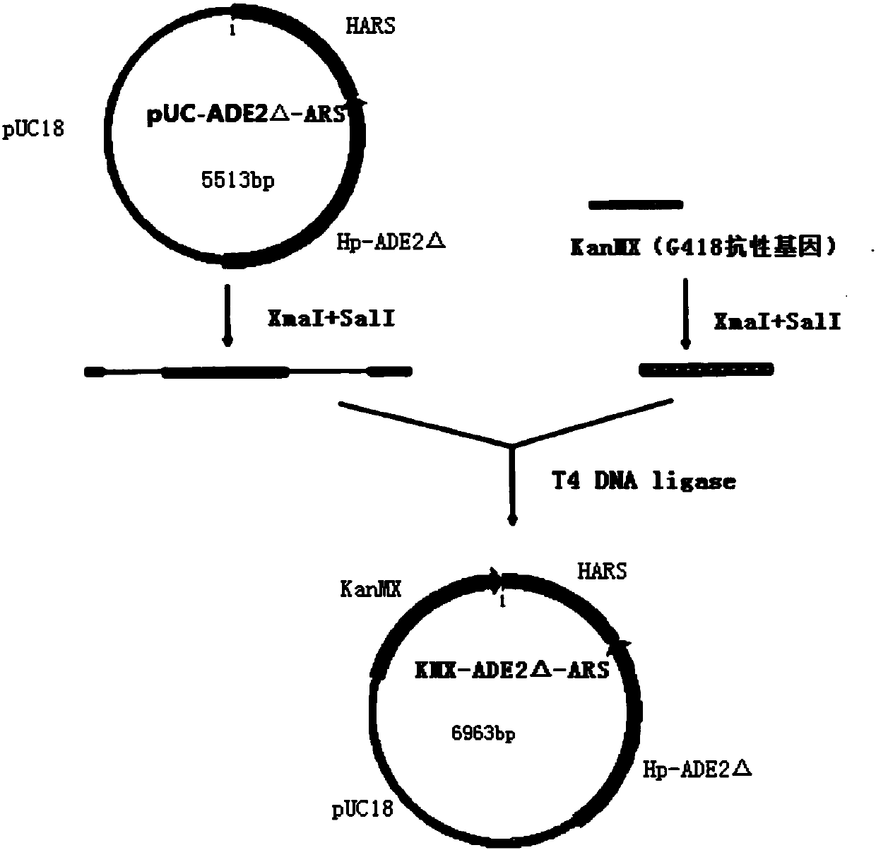 Double-plasmid-cotransformed genetically-engineered strain with high expression of exogenous gene