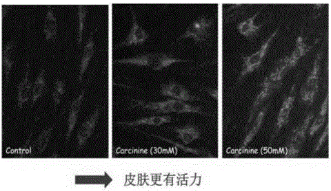 Adansonia digitata fruit oil bath cream and preparation method thereof