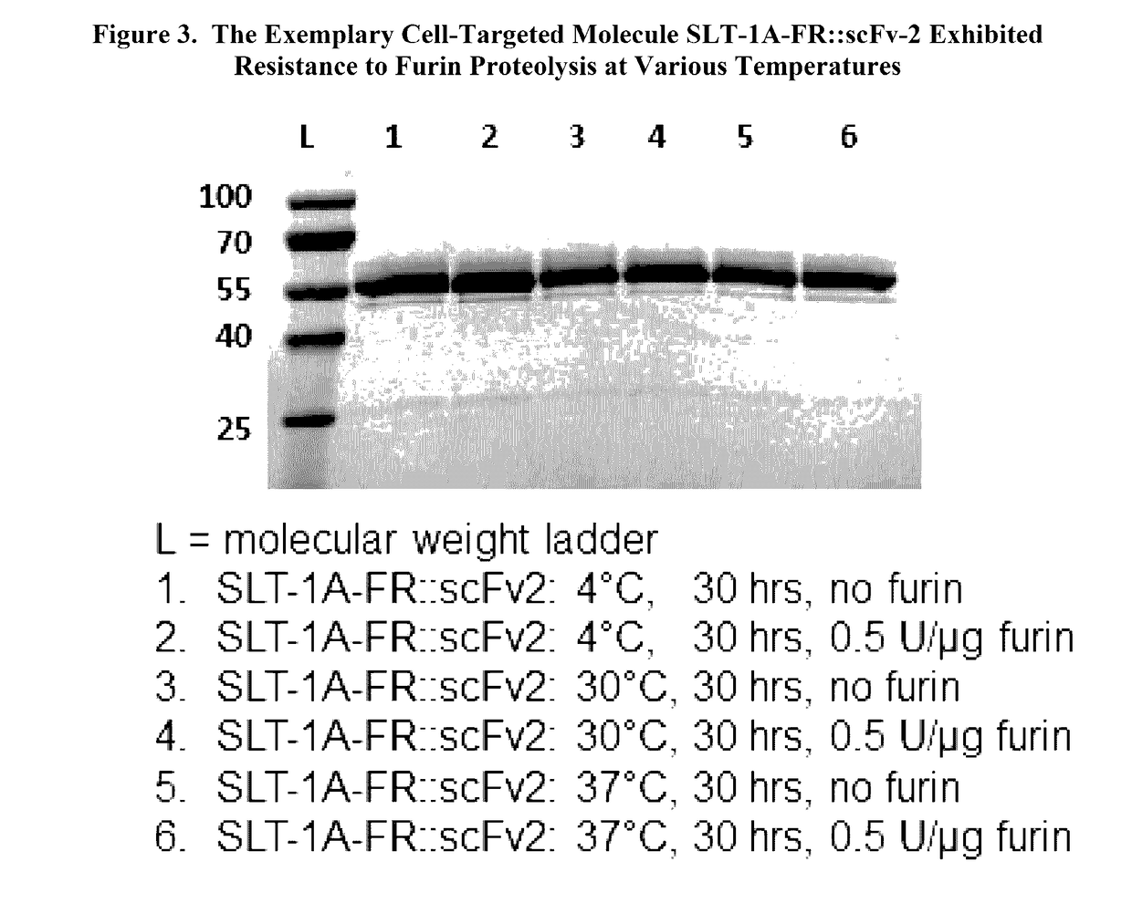 Protease-cleavage resistant, shiga toxin a subunit effector polypeptides and cell-targeted molecules comprising the same