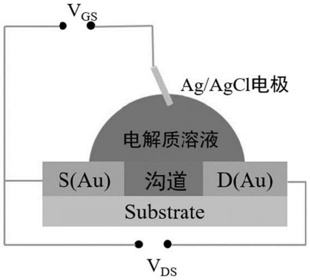 Biosensor based on organic electrochemical transistor and detection method