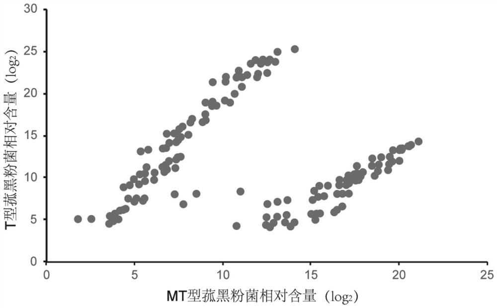 Method for breeding zizania latifolia plant seedlings