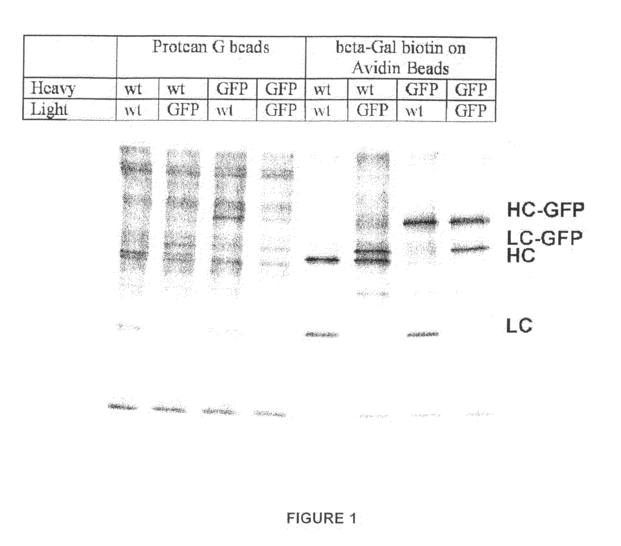 Animals, cells and methods for production of detectably-labeled antibodies