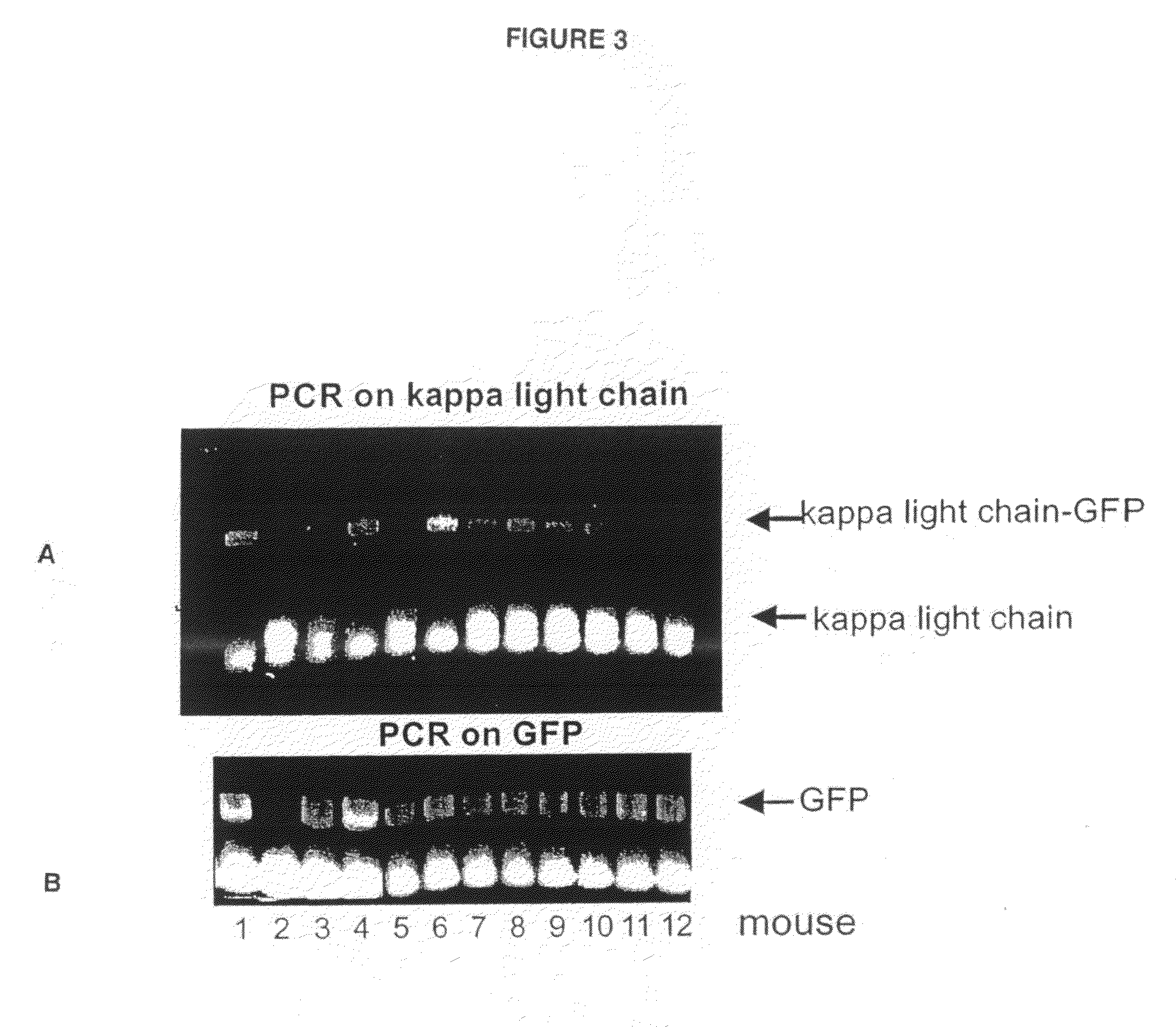 Animals, cells and methods for production of detectably-labeled antibodies