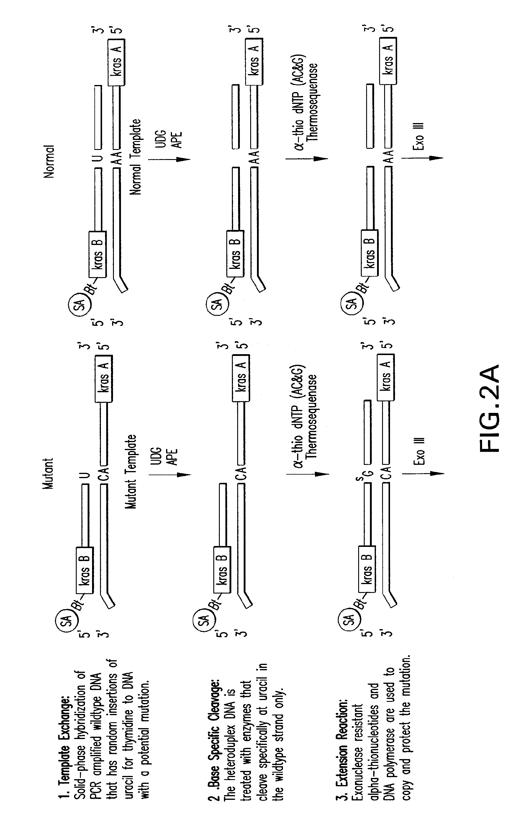 Methods of screening nucleic acids for single nucleotide variations