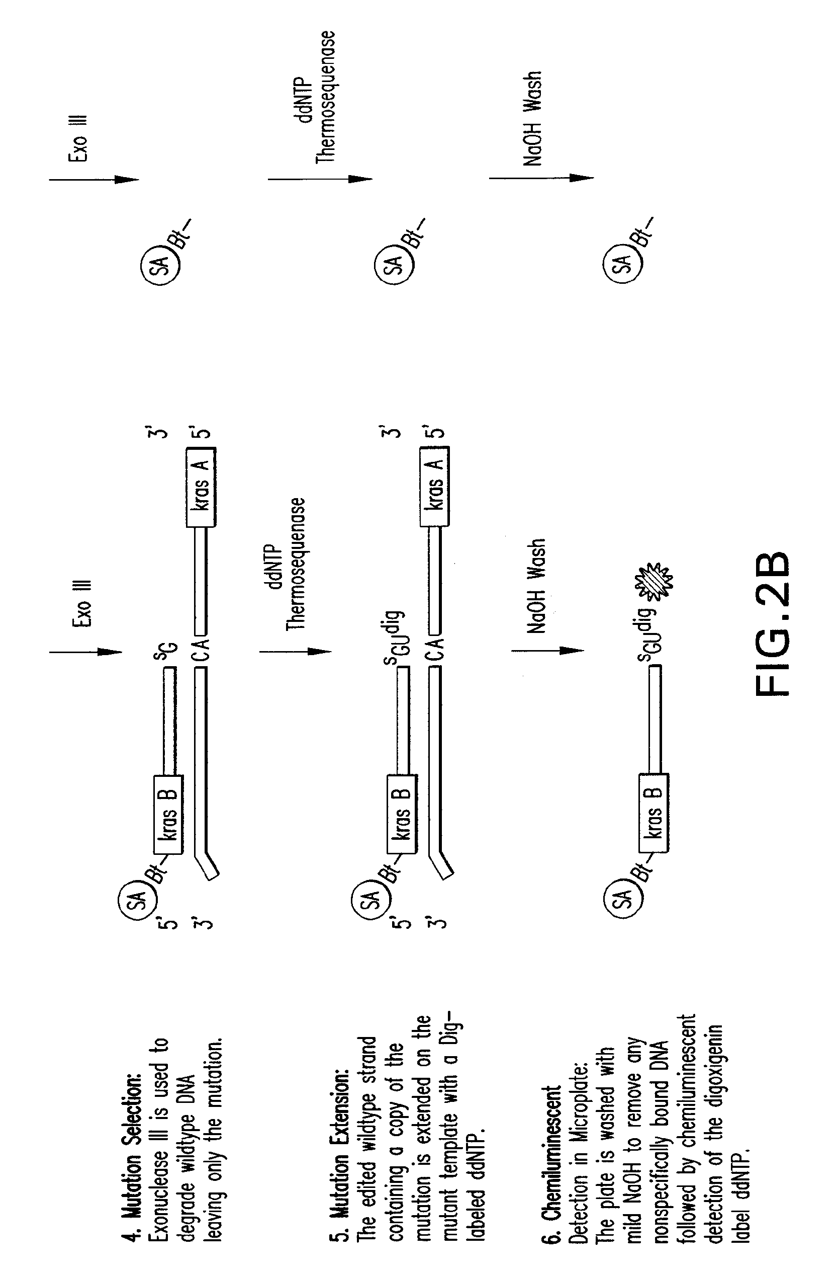 Methods of screening nucleic acids for single nucleotide variations