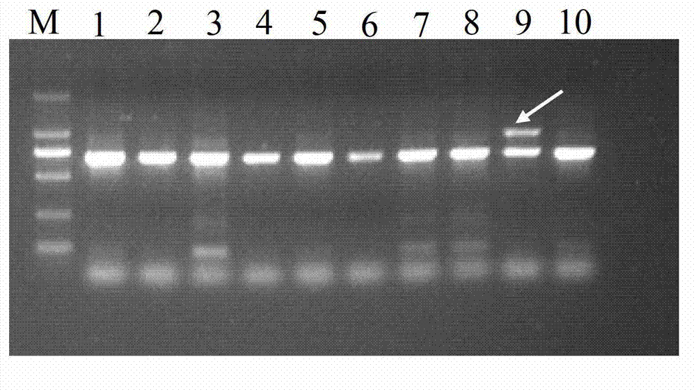 Molecule specificity marker primer and identification method of improved variety of camellia oleifera Changlin Number 55