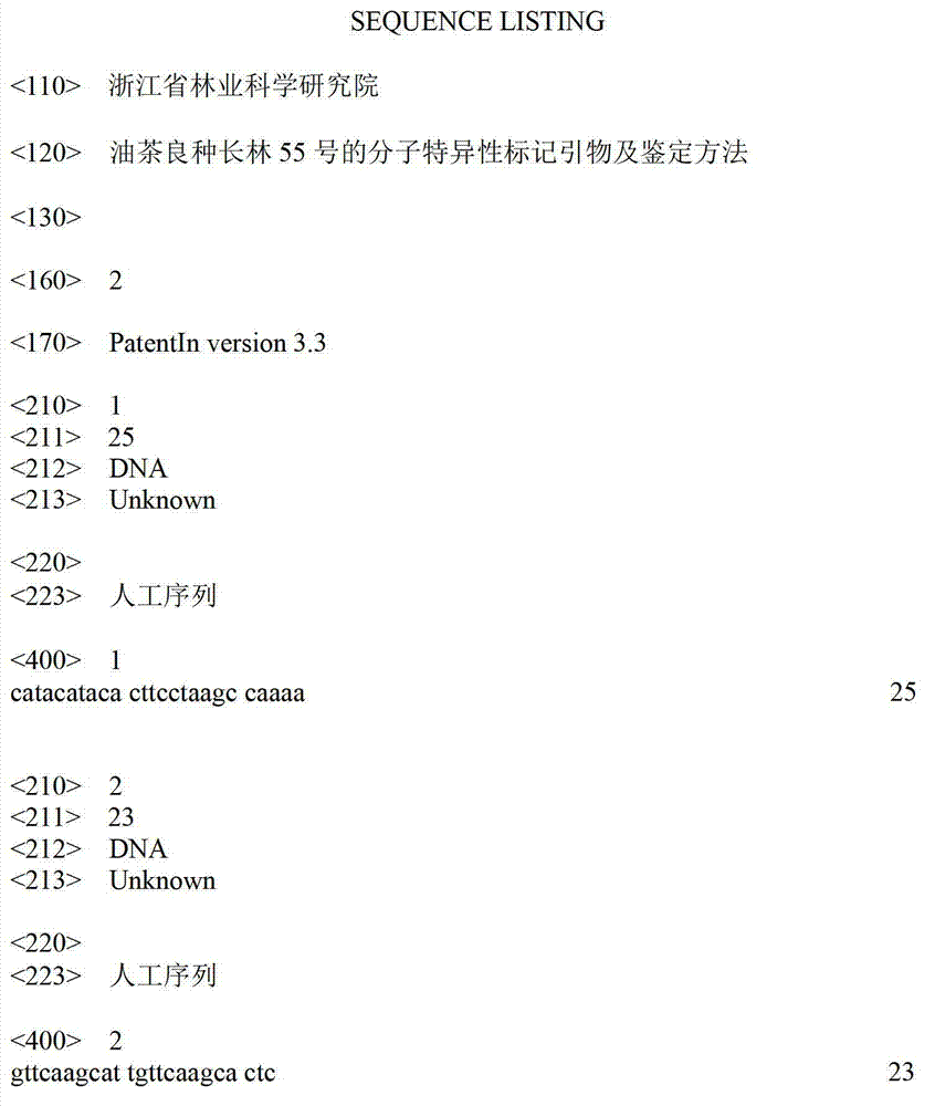 Molecule specificity marker primer and identification method of improved variety of camellia oleifera Changlin Number 55