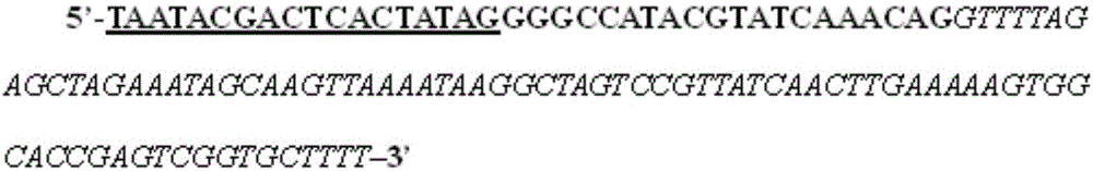 Bombyx mori silk fibroin heavy chain gene mutant obtained by utilizing CRISPR/Cas technology and mutation method and application